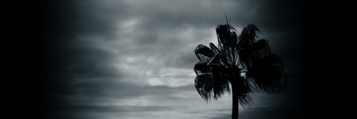 Mustavalkoinen kuva palmusta taivasta vasten.