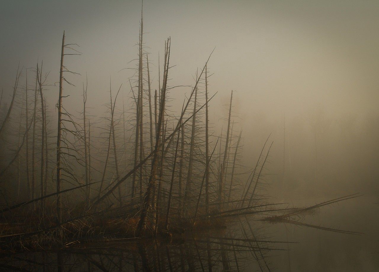 Soinen metsämaisema. 